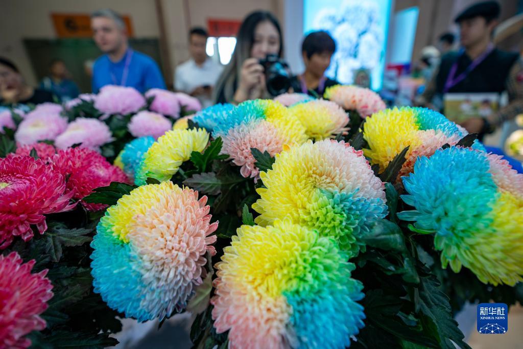 鼎盛国际下载